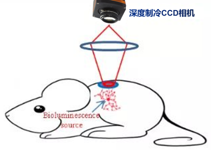 1667542202749752.png 深度制冷CCD相机在活体成像中的应用