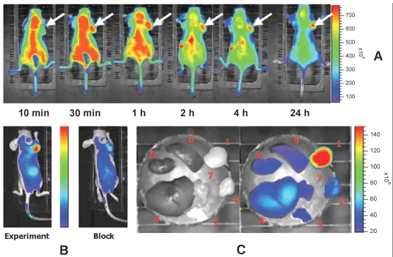 1667542229835834.png 深度制冷CCD相机在活体成像中的应用