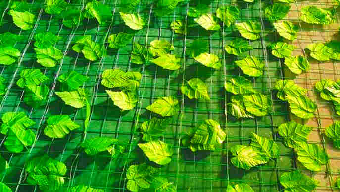 昭通鲁甸树叶网-绿叶网-2X30爬藤网