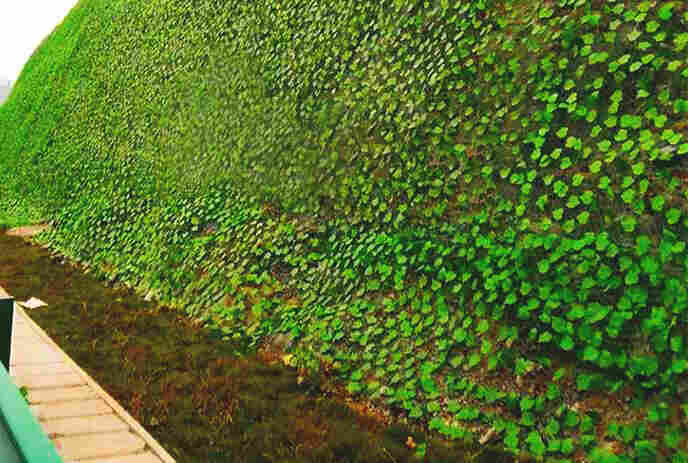 云南临沧树叶网-绿叶网-2X30爬藤网