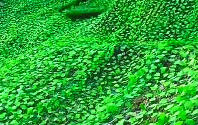 云南迪庆香格里拉树叶网-绿叶网-2X30爬藤网