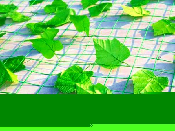 普洱宁洱树叶网-绿叶网-2X30爬藤网