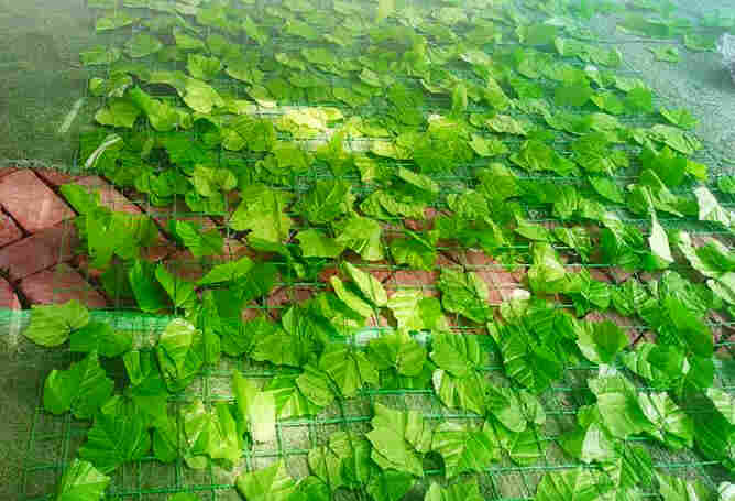 丽江玉龙树叶网-绿叶网-2X30爬藤网