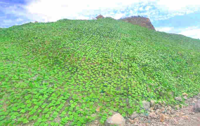 云南临沧树叶网-绿叶网-2X30爬藤网