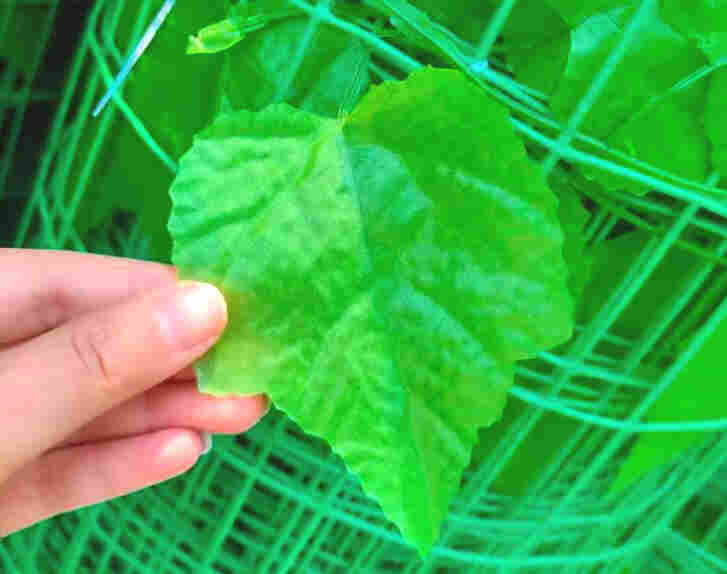 昭通鲁甸树叶网-绿叶网-2X30爬藤网