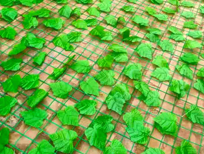 丽江玉龙树叶网-绿叶网-2X30爬藤网