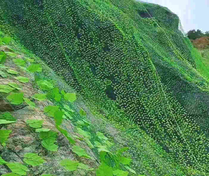 云南西双版纳景洪树叶网-绿叶网-2X30爬藤网