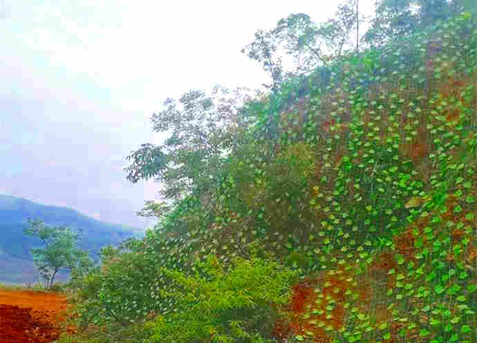 云南曲靖树叶网-绿叶网-2X30爬藤网