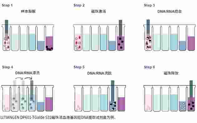 DP604磁珠法病毒DNA/RNA提取试剂盒天根