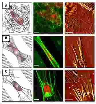 原子力显微镜在生物材料与细胞相互作用研究中的应用