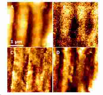 原子力显微镜在生物材料与细胞相互作用研究中的应用