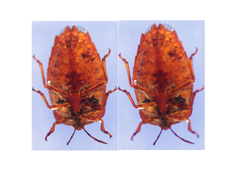 微距拍摄-景深叠加拍摄