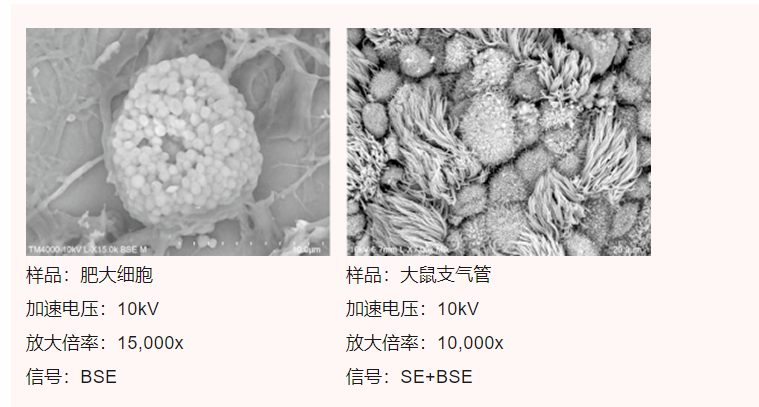 扫描电子显微镜SEM应用简介