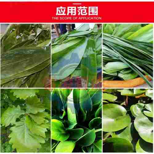 不锈钢粽叶清洗机 芭蕉叶清洗机 粽叶去杂去泥设备