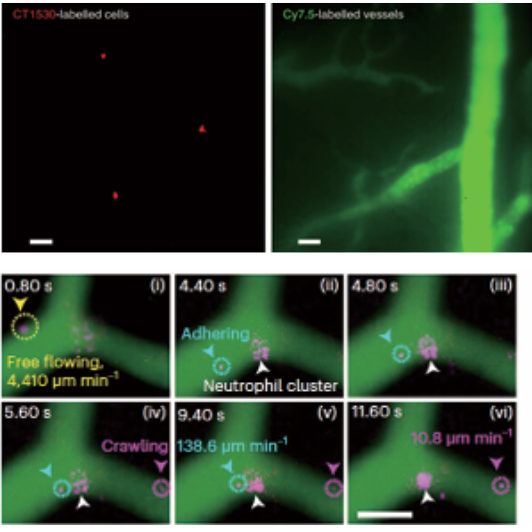 近红外二区显微成像系统