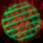 近紅外二區(qū)小動(dòng)物活體成像系統(tǒng) 開啟生物醫(yī)學(xué)研究新視野