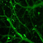 近紅外二區(qū)顯微成像系統(tǒng) 開啟微觀世界的新視窗