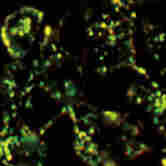 近紅外二區(qū)顯微成像系統(tǒng) 開啟微觀世界的新視窗