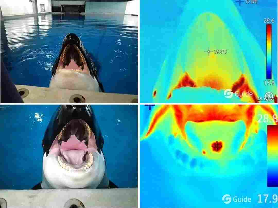 案例分享 -哇塞 熱像儀竟給鯨魚來了場(chǎng)-無痛體檢 文末戳DeepSeek對(duì)話