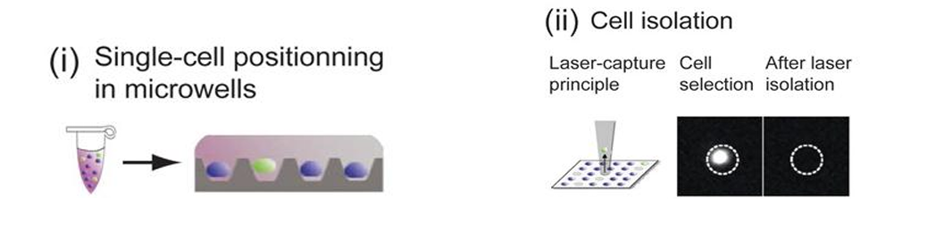 單細胞微流控微液滴高速生成及分選系統(tǒng)