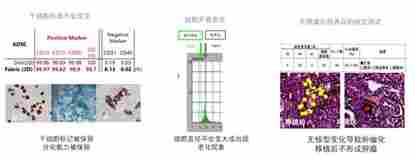 靜態(tài)3D高效干細胞培養(yǎng)系統(tǒng)