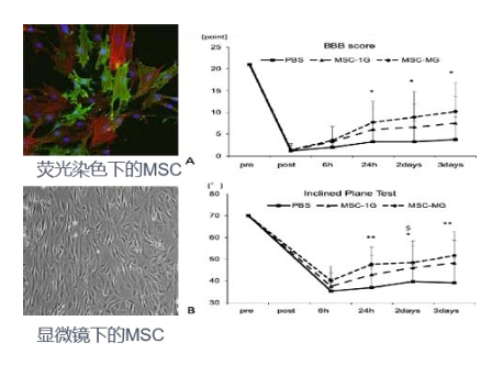 擬太空微環(huán)境活細(xì)胞培養(yǎng)系統(tǒng)