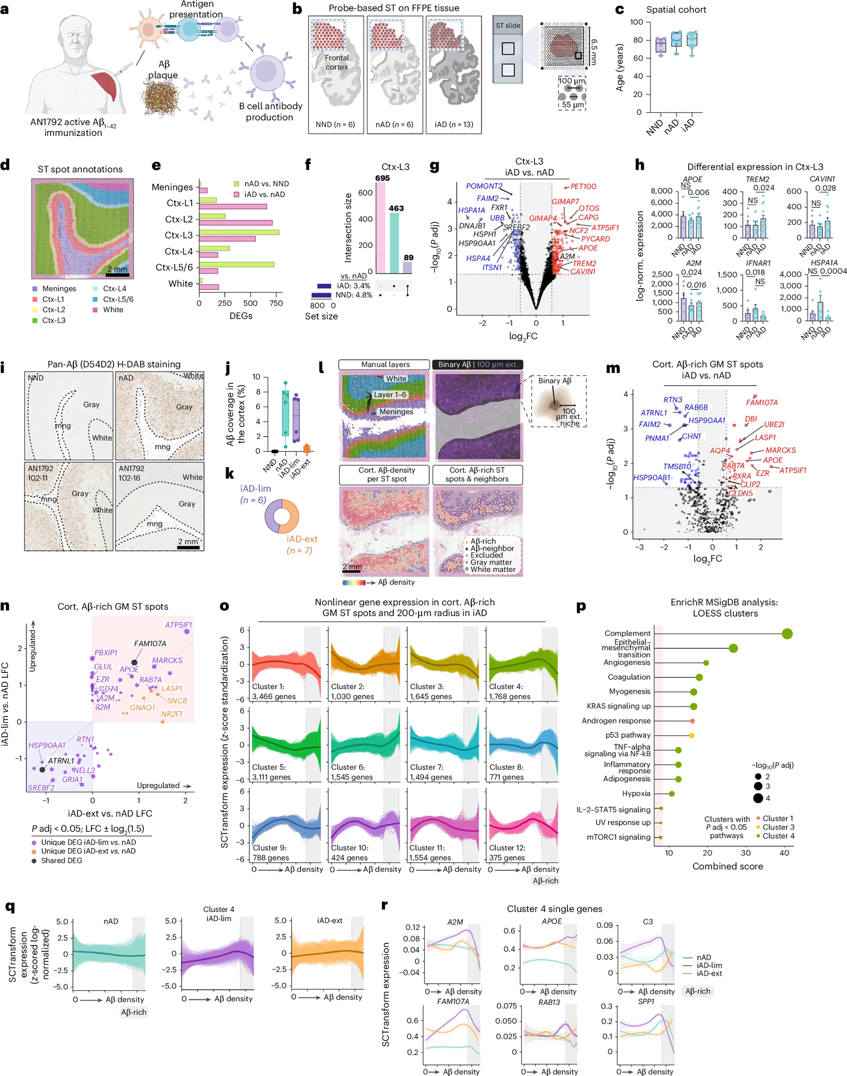 Tissue Cytometry技术赋能 Aβ 病理量化 解码 AD 脑内微胶质细胞调控网络