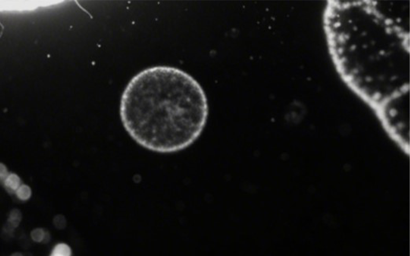 分辨率 2048×264，200nm-1000nm 光谱CCD相机