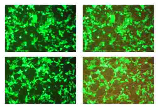 细胞 P3X63Ag8.653细胞