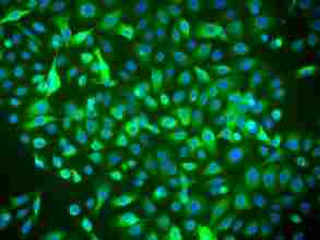 细胞株 大鼠子宫成纤维细胞