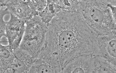 奥林巴斯BX53正置生物显微镜