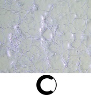 奥林巴斯GX53倒置金相显微镜