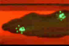 上海欣软VisuGait大小鼠步态实验分析系统