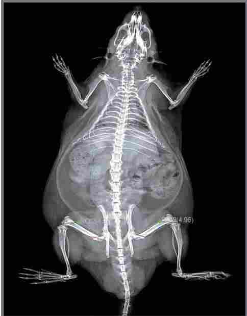 动物骨密度测定仪，动物体成分分析仪