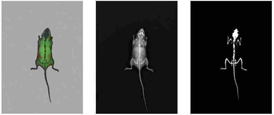 动物骨密度测定仪，动物体成分分析仪