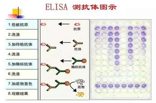 大鼠纤溶酶抗纤溶酶复合物()ELISA Kit试剂盒