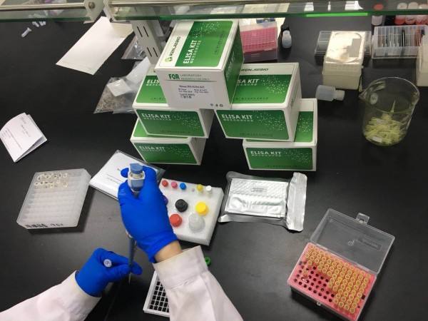 7WD10细胞 人APP基因转染CHO细胞 株试剂盒试剂盒