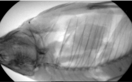 真晶BJI-2手提式便携式骨龄x光机