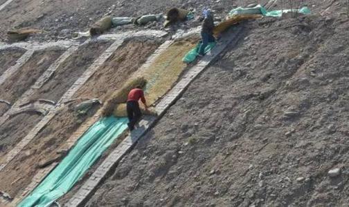 欢迎/江苏椰丝网 毯厂家销售/价格椰丝网 毯施工技术