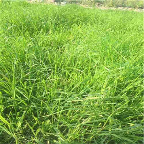 欢迎访问-永川区植生毯通佳-实业集团