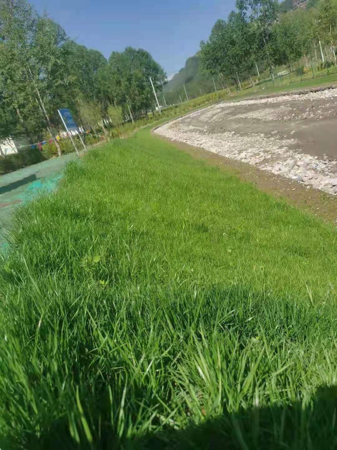 深州矿山修复边坡绿化植草毯