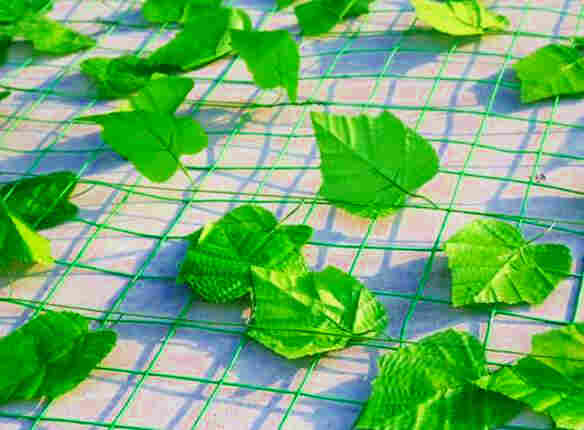 云南昭通绥江树叶网-绿叶网-2X30爬藤网