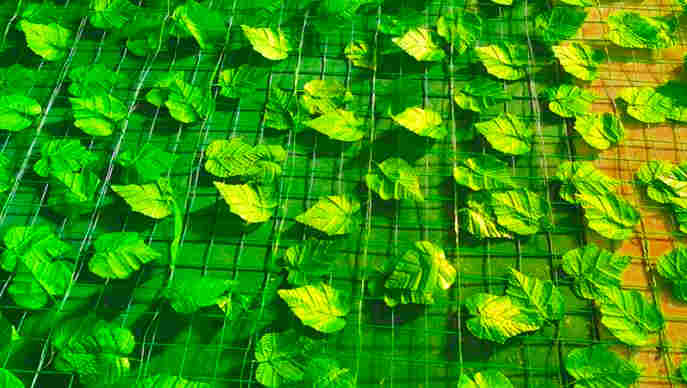 云南昭通绥江树叶网-绿叶网-2X30爬藤网