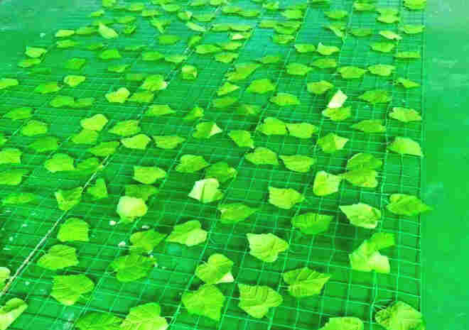 云南昭通绥江树叶网-绿叶网-2X30爬藤网