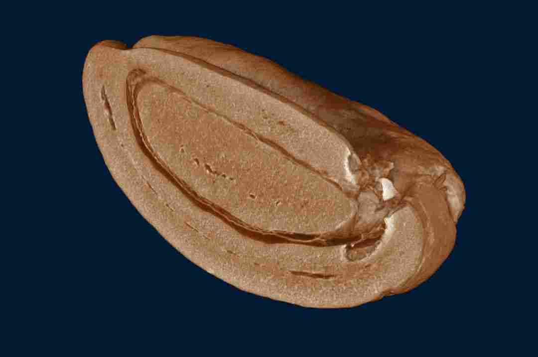 N60 紧凑型台式显微 CT