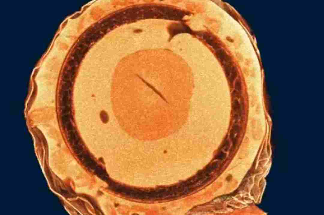 N60 紧凑型台式显微 CT