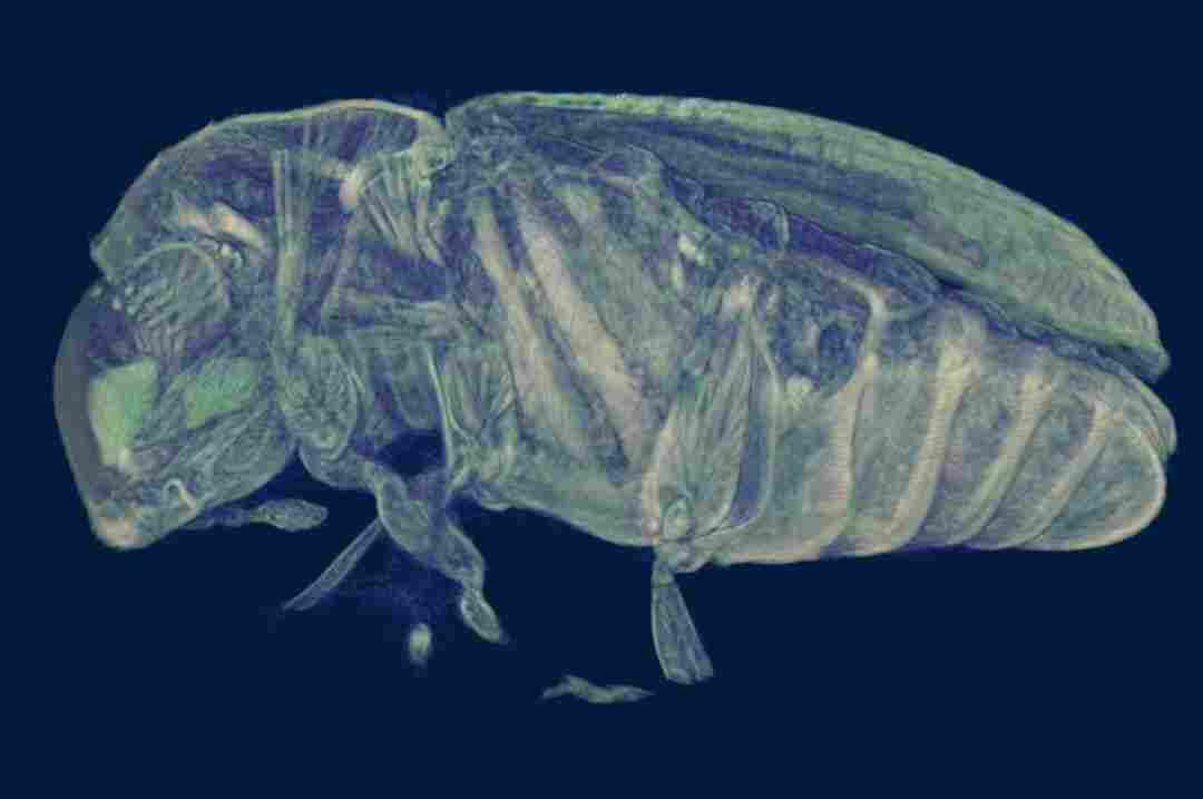 N80 高分辨台式显微 CT