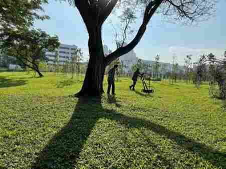 无需开挖！即可监测树根分布及走向